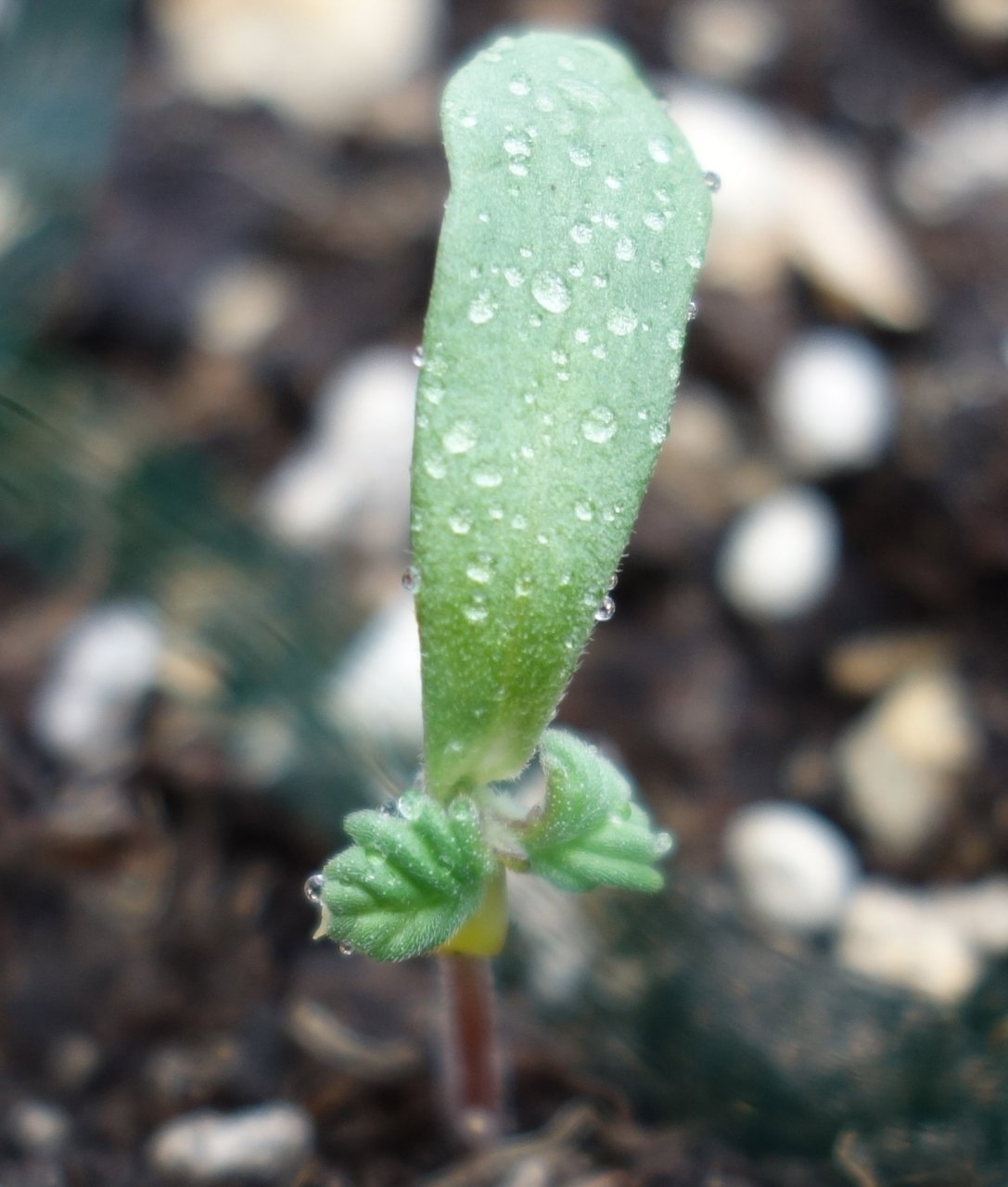 Same seedling a couple of days later