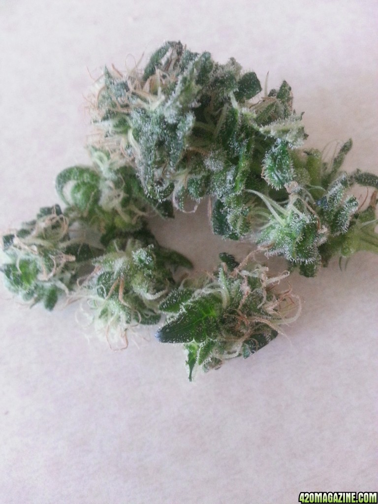 Sample Bud for 420 Day