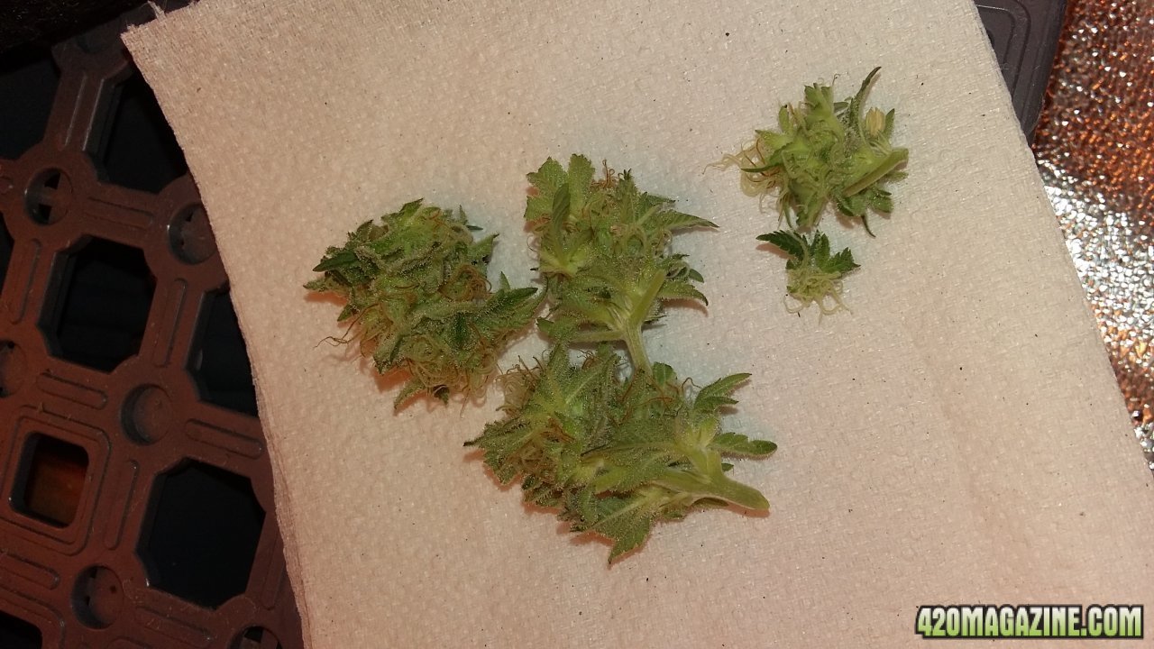 Sample popcorn buds