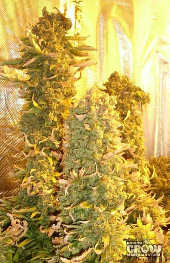 Sannie_s-Jack-Feminized-Seeds.jpg