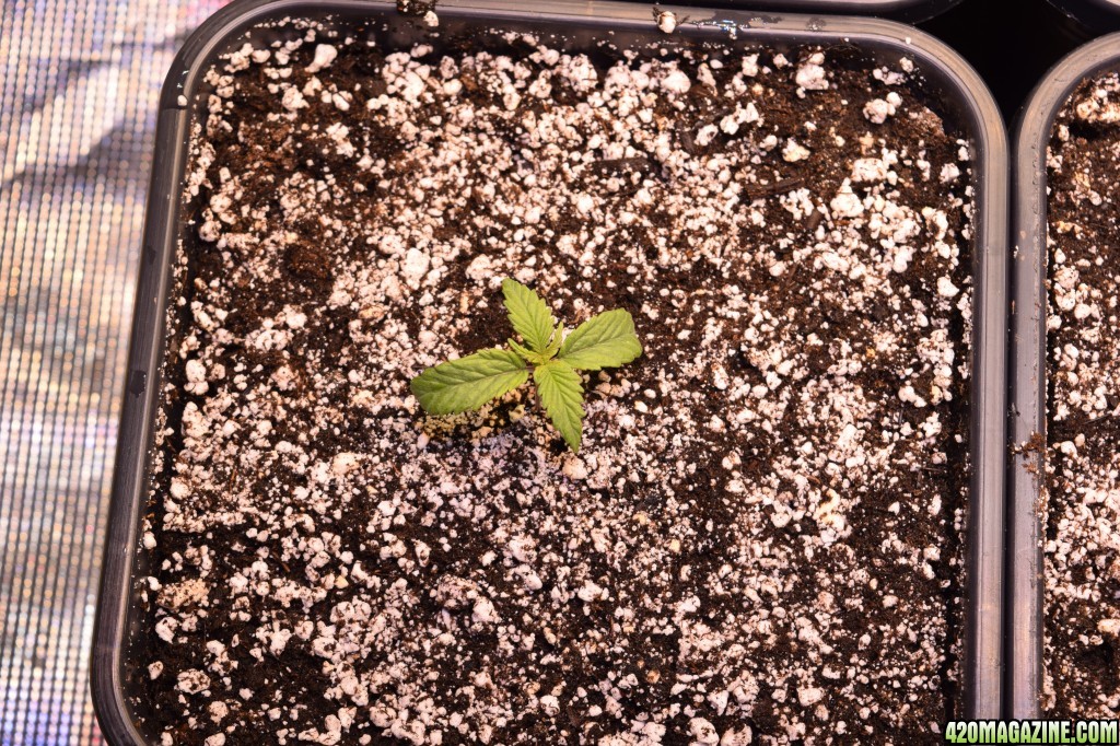 Sannies Jack about 1 week