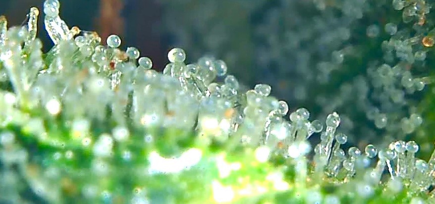 SASS TRICHOME 1.jpg