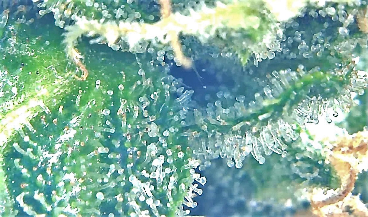 SASS TRICHOME 3.jpg