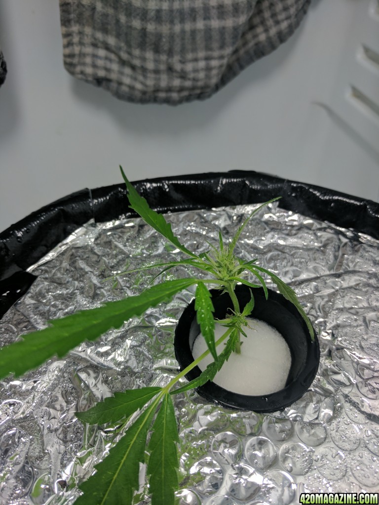 Sativa Clone