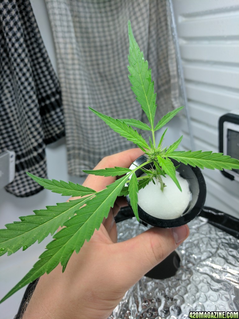 Sativa Clone