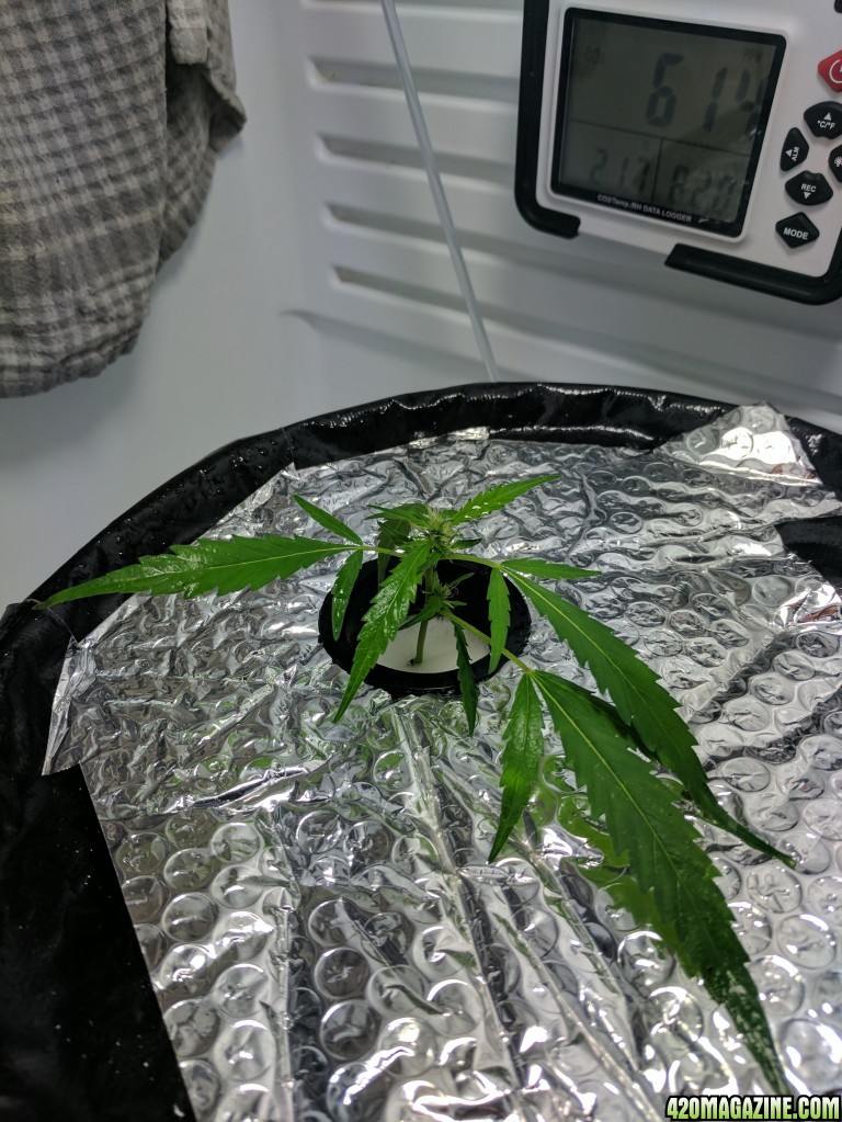 Sativa Clone