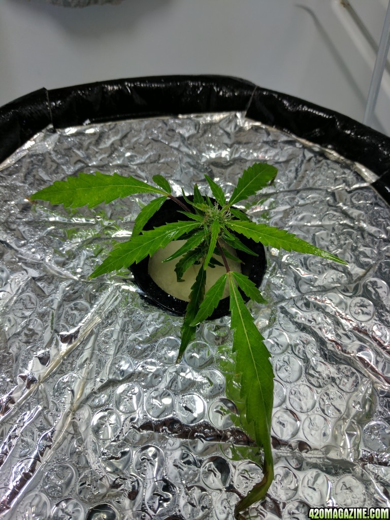 Sativa clone