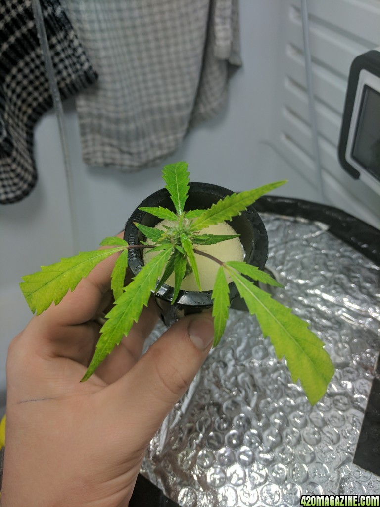 Sativa Clone