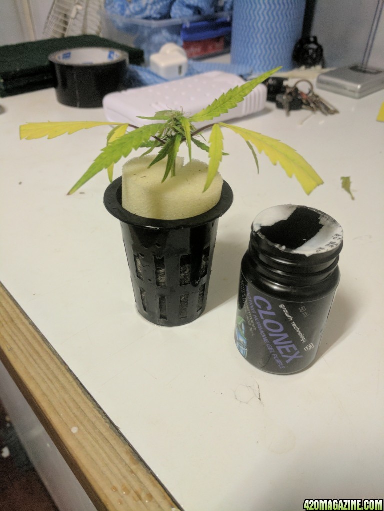 Sativa Clone