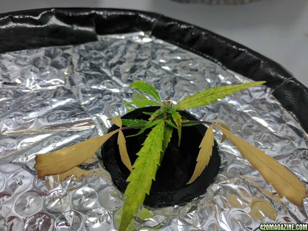 Sativa Clone