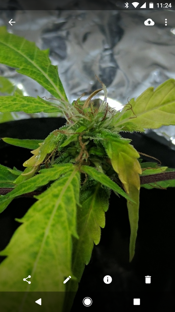 Sativa Clone