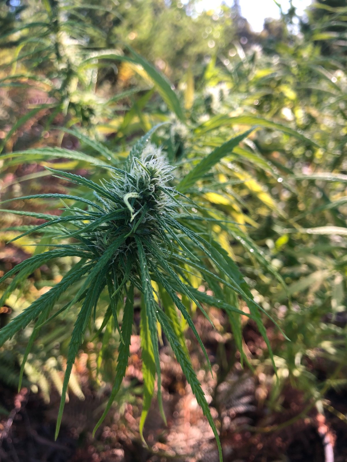 Sativa dominant bud outdoors mid flower.jpg