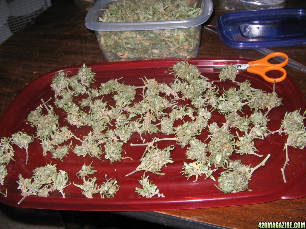 sativa harvest