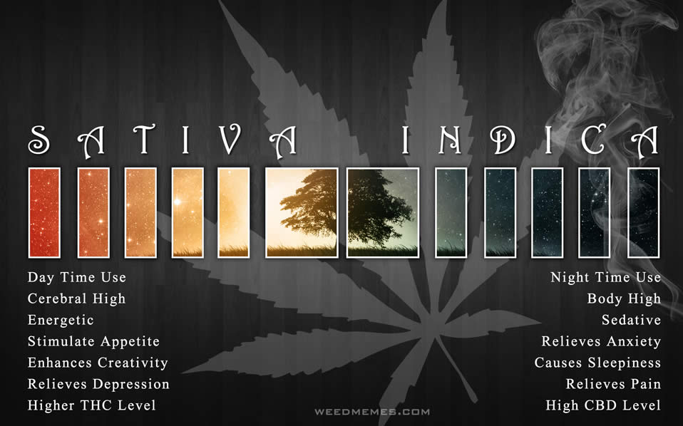 sativa-indica-compare-weedmemes