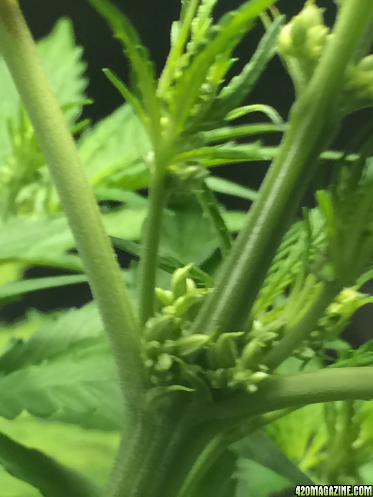 Sativa Male signs?