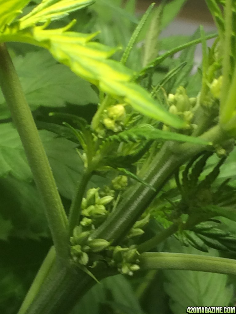 Sativa Male signs?