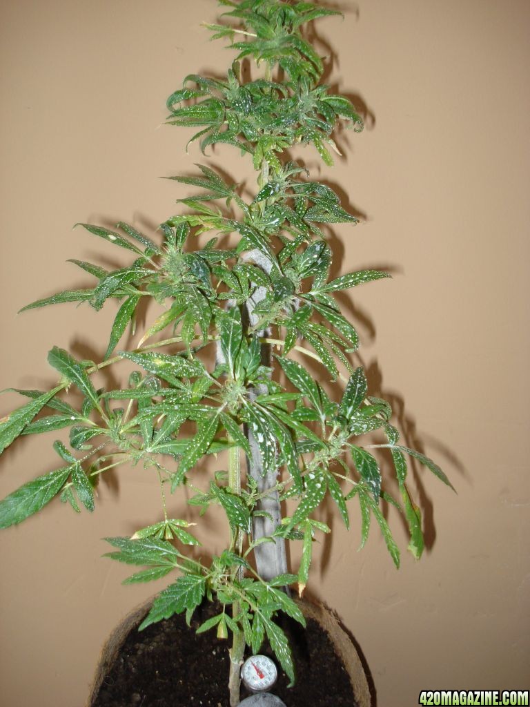 Sativa mother plant  bagseed