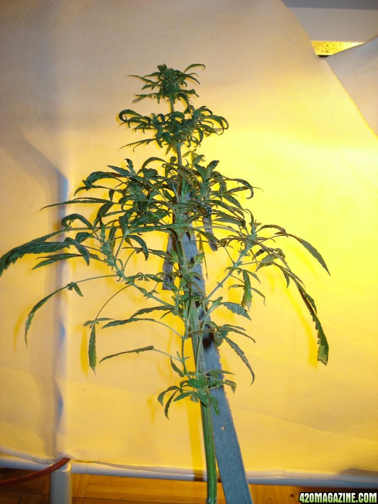 Sativa mother plant bagseed