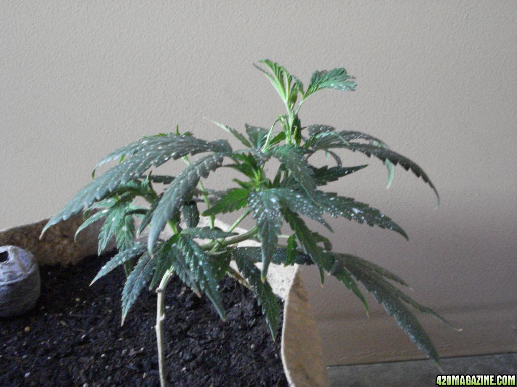 sativa mother plant/ blackwood og clone