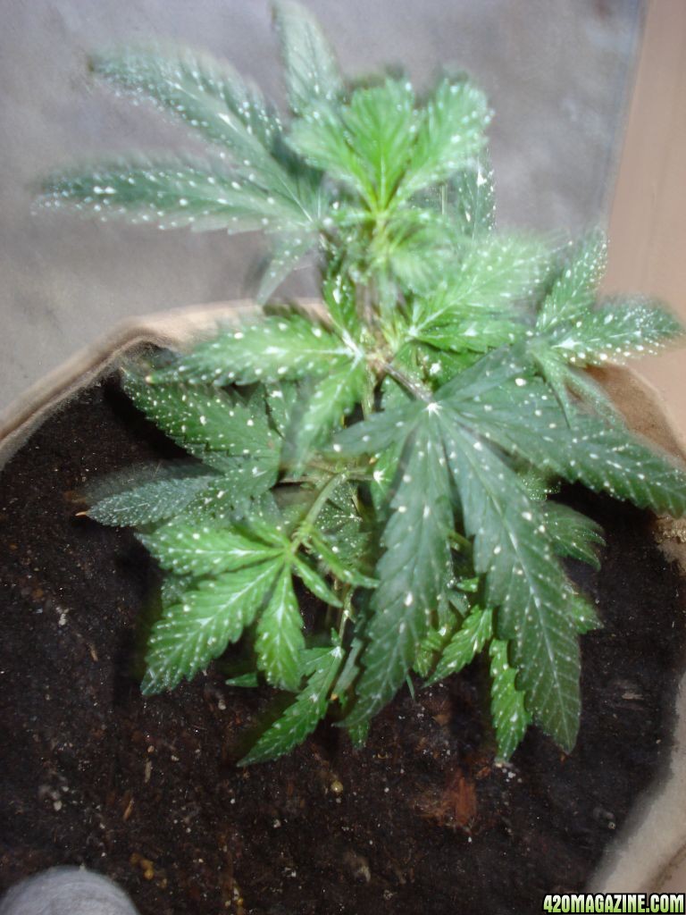 sativa mother plant/ blackwood og clone