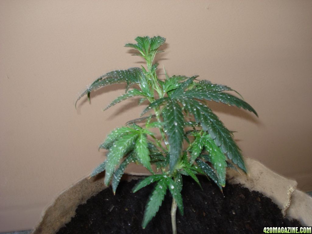 sativa mother plant/ blackwood og clone