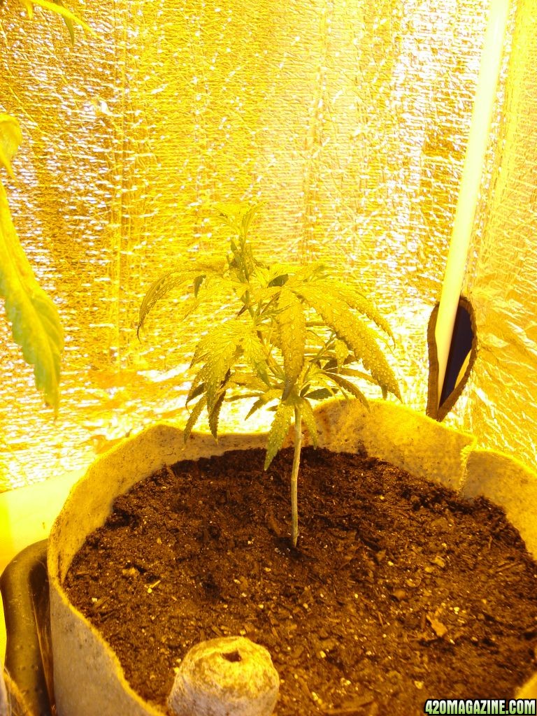 sativa mother plant/ blackwood og clone