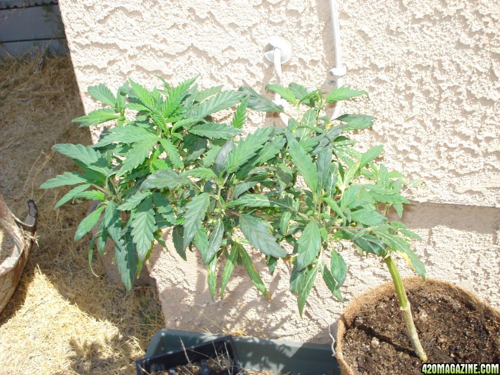 sativa mother plant flowering