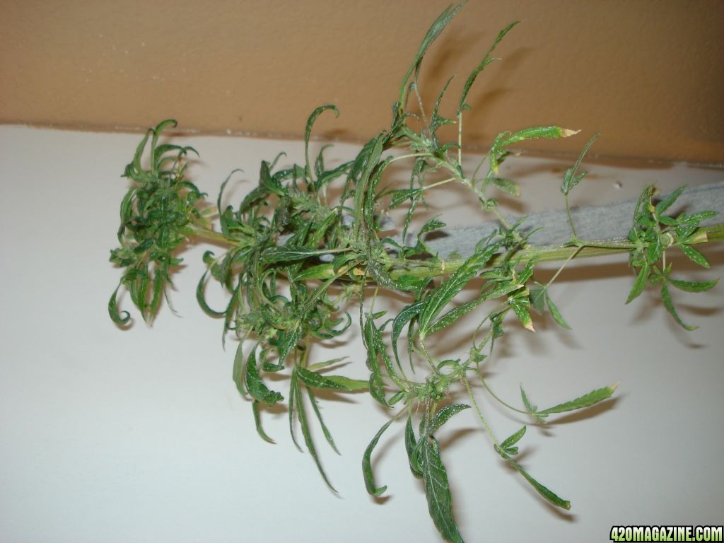 SATIVA MOTHER PLANT REVEGGING