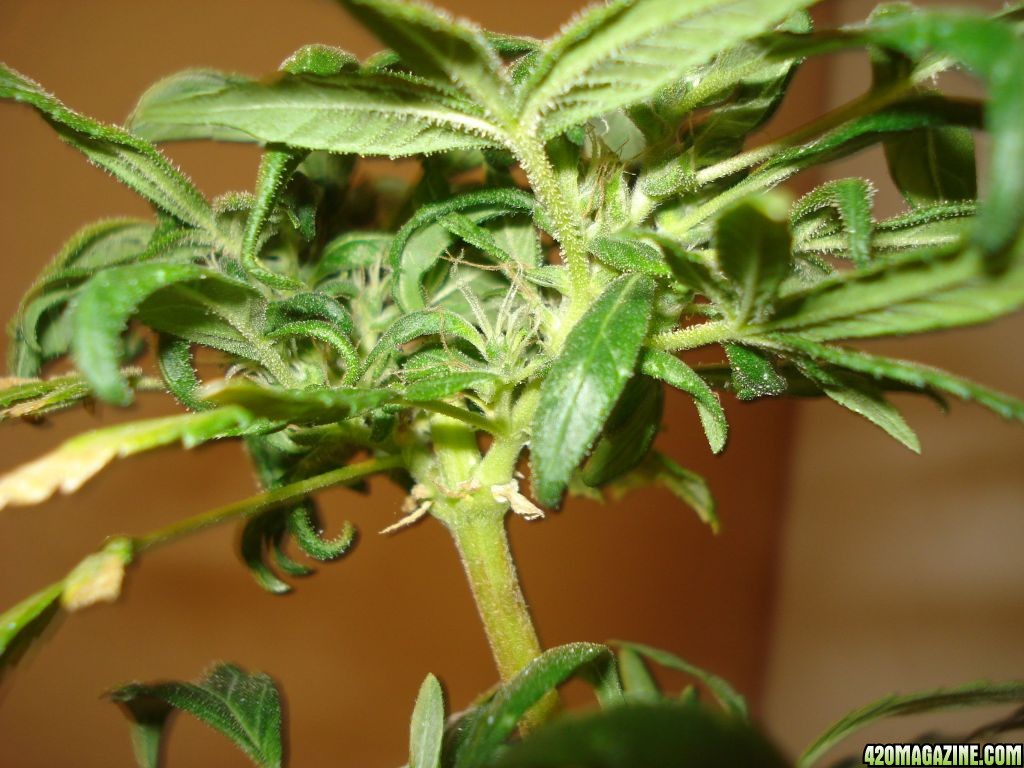 SATIVA MOTHER PLANT REVEGGING