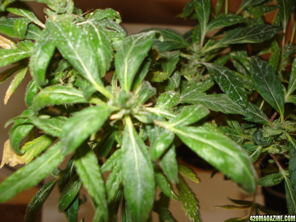 SATIVA MOTHER PLANT REVEGGING