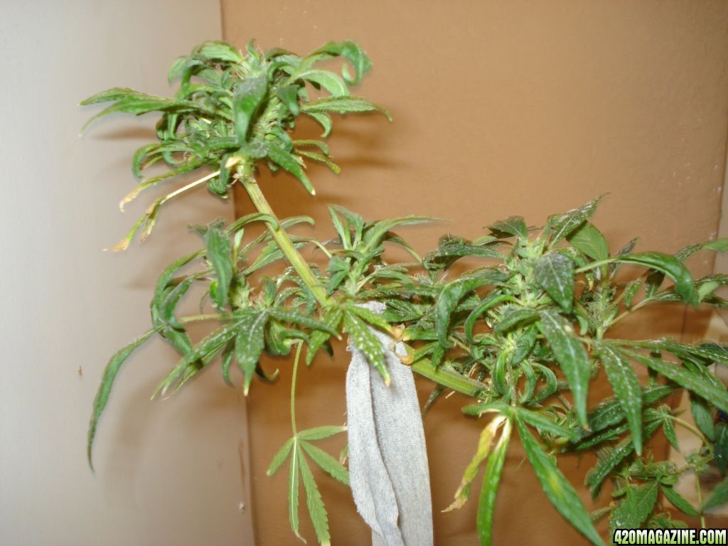 SATIVA MOTHER PLANT REVEGGING