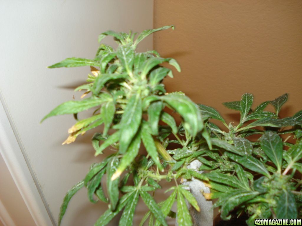 SATIVA MOTHER PLANT REVEGGING