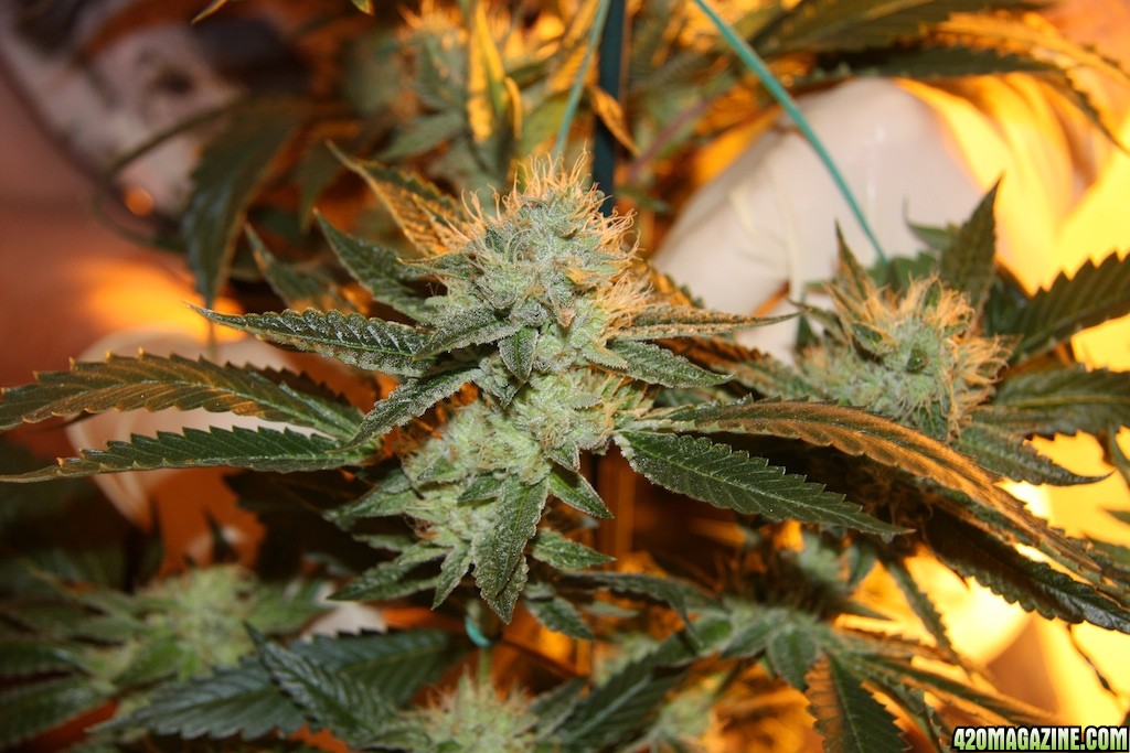 Sativa OG Kush Grow 2009 - Legal Medical Marijuana Grow