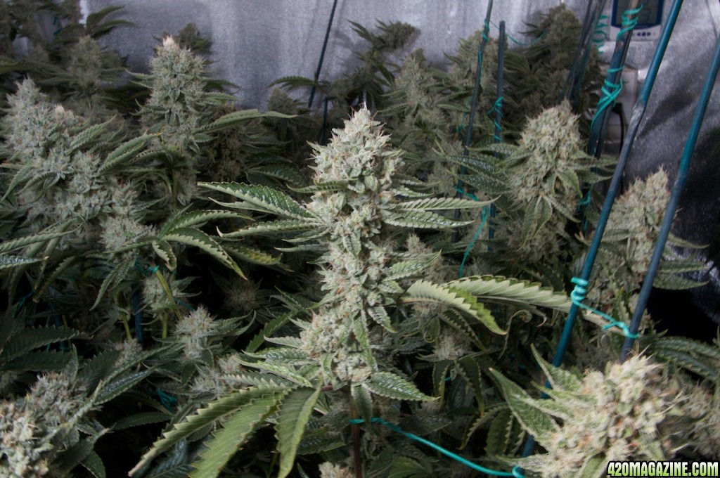 Sativa OG Kush Grow 2009 - Legal Medical Marijuana Grow | 420 Magazine