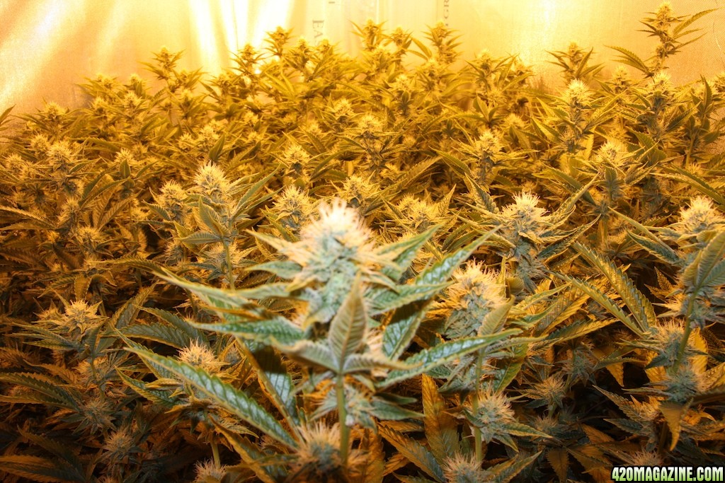 Sativa OG Kush Grow 2009 - Legal Medical Marijuana Grow