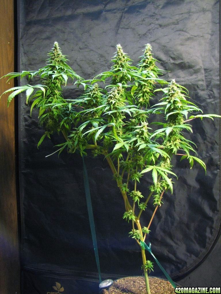 sativa pheno