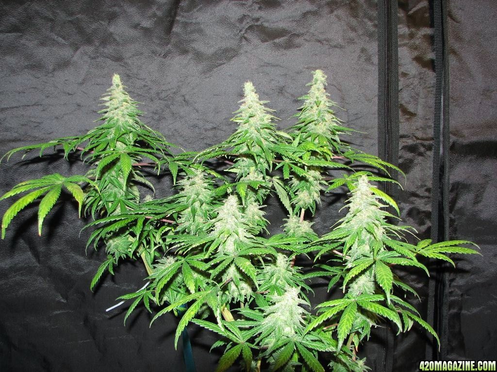 sativa pheno