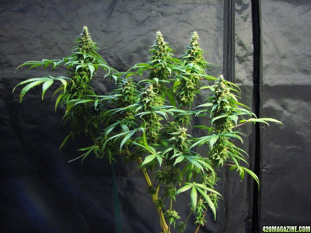 sativa pheno