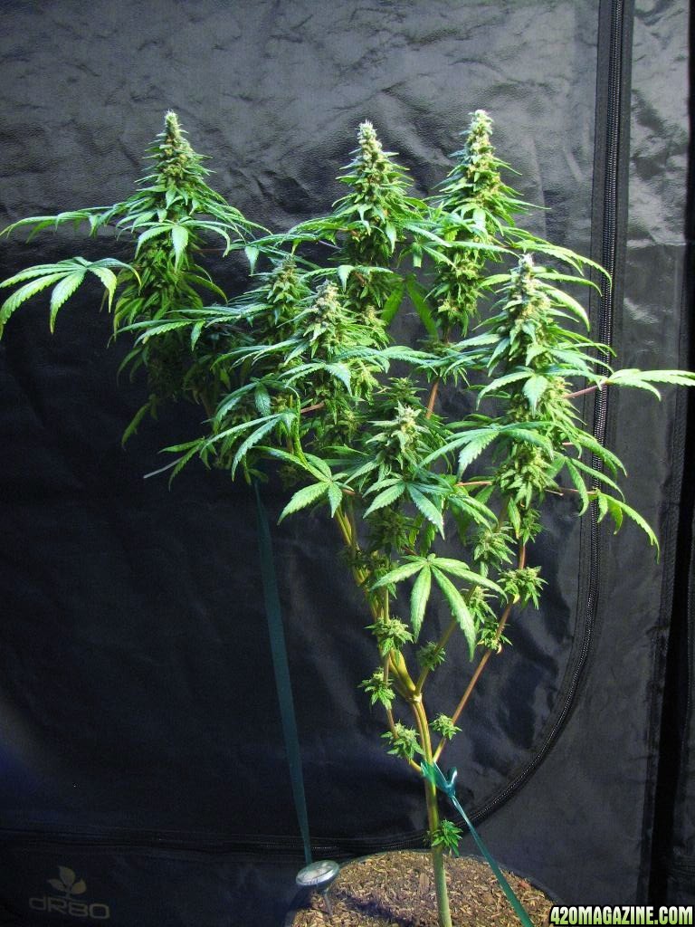 sativa pheno