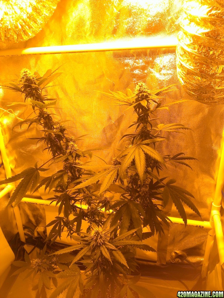 sativa week 5