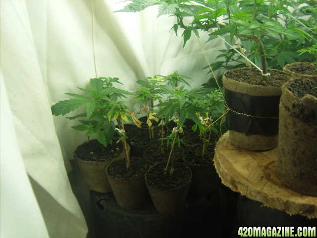 Sativa_Clones