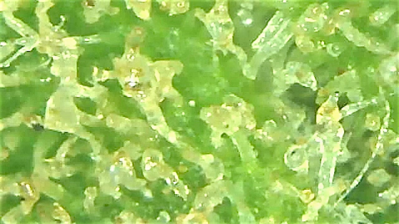 SB 1 Trichome 4.jpg