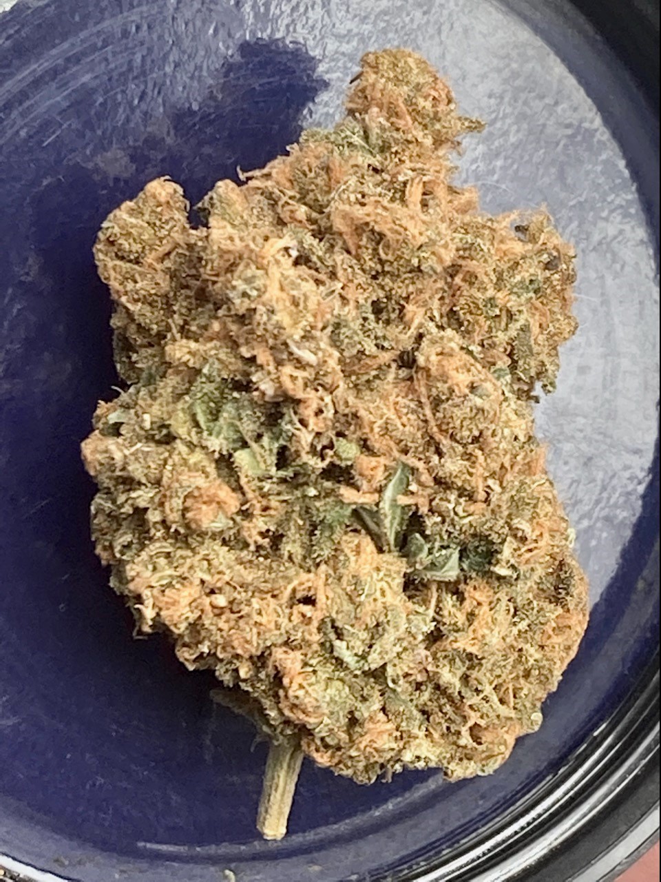 SB auto cured since 12 2 bud.jpg