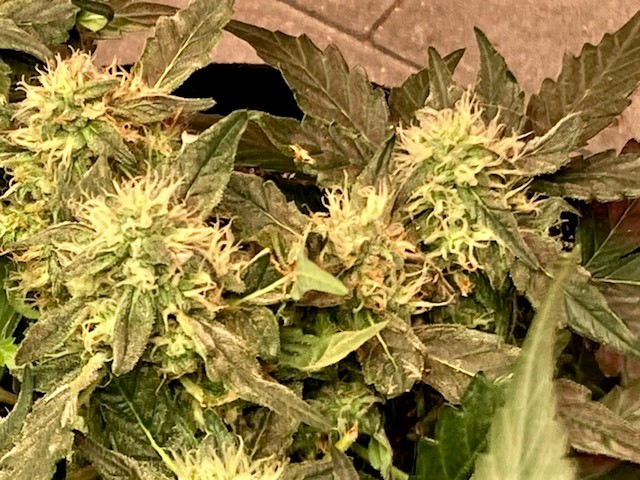 SB Bud 2 October 30.jpg