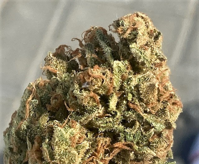 SB Pheno #1 bud closeup shot.jpg