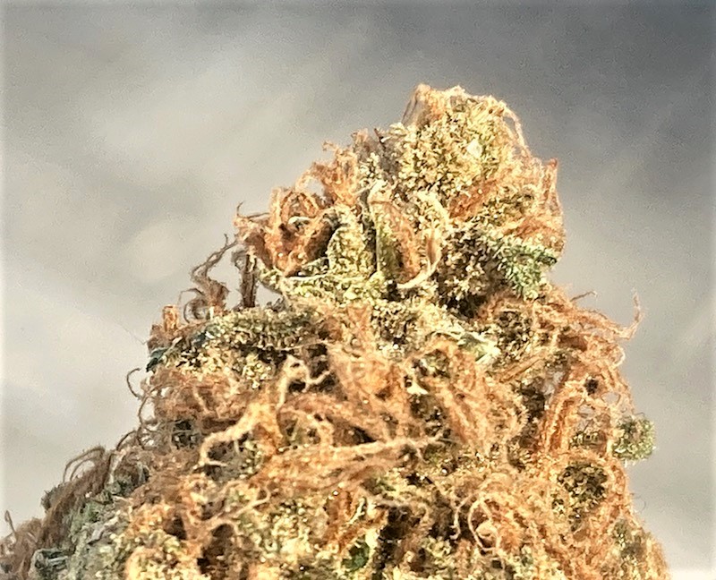 SB Pheno #3 bud closeup.jpg