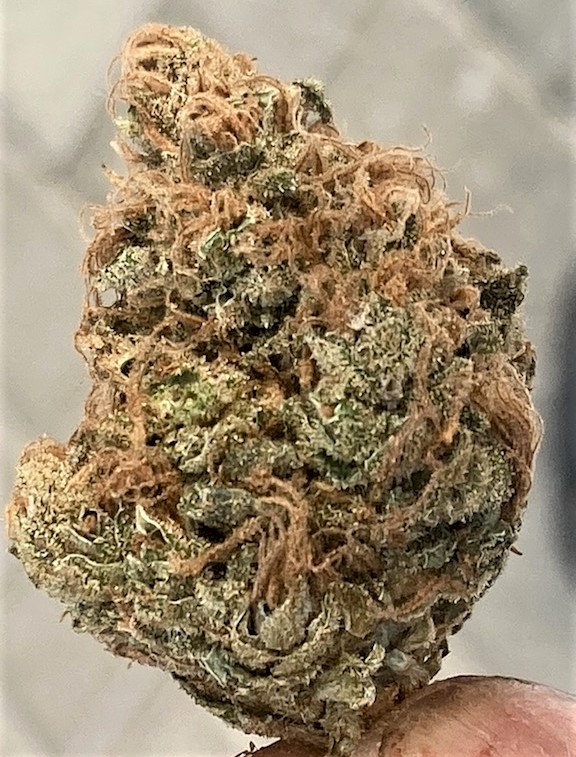 SB Pheno #3 bud shot.jpg