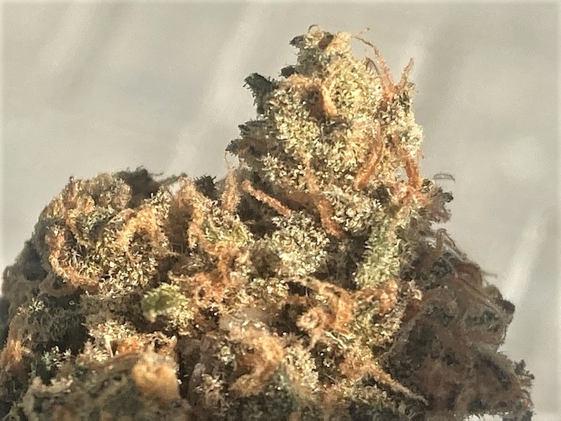 SB Pheno #4 bud closeup.jpg