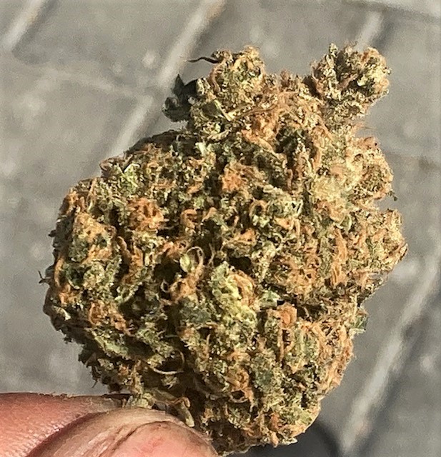 SB Pheno #4 bud shot.jpg