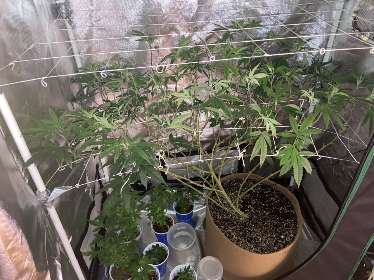 SB scrog